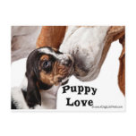 puppy love post card