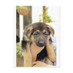Puppy Love postcards