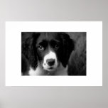 Puppy Love Poster