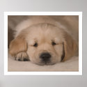 Puppy Love. Poster by cARTerART posters