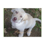 Puppy Love Yellow Labrador Retriever postcards