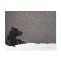 Puppy lying in snow watching snowflakes postcard