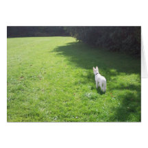 Puppy Playing Field Greeting Card