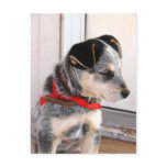 Puppy Poised postcards