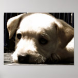 Puppy Poster