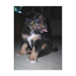 Puppy shows some tongue- postcard