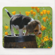 puppy use pad