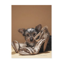 Puppy with damaged shoe post cards