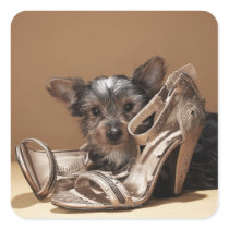 Puppy with damaged shoe sticker