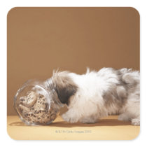 Puppy with head in cookie jar square sticker