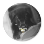 puppy with pacifier magnet