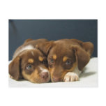 Pups postcards