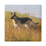 Pure Bred German Shepherd Photo on Magnet