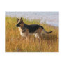 Pure Bred German Shepherd Photo on Postcard