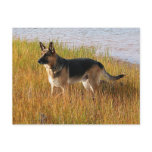 Pure Bred German Shepherd Photo on Postcard