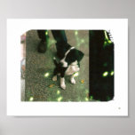 Pure Luck Print