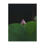 Pure postcards