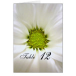 pure white daisy flower wedding cards