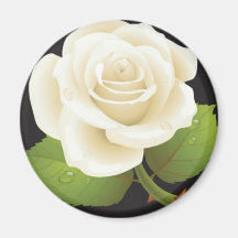 Pure White Rose Fridge Magnets