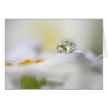 Purity cards