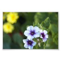 Purity in Purple (in Bold) Photo