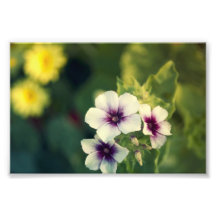 Purity in Purple Photograph