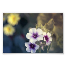 Purity in Purple Sunset Photo Art