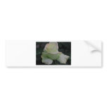 Purity - My Garden Rose bumper stickers