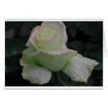 Purity - My Garden Rose Greeting Card
