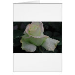 Purity - My Garden Rose Cards