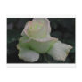 Purity - My Garden Rose Post Card
