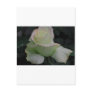 Purity - My Garden Rose Post Card