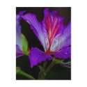 Purity postcards