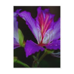 Purity postcards