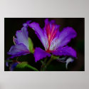 Purity posters