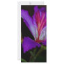 Purity Rack Cards