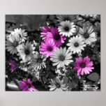 Purple African Daisies Black And White Print