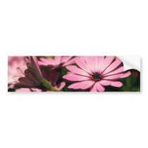 Purple African Daisy
