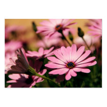 Purple African Daisy