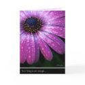 Purple African Daisy, by Anna Wight cards