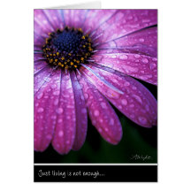 Purple African Daisy, by Anna Wight Greeting Card