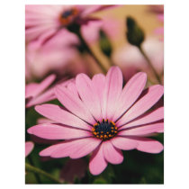 Purple African Daisy