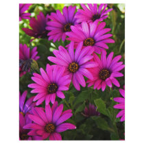 Purple African Daisy