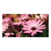 Purple African Daisy