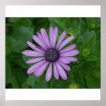 Purple African Daisy Poster