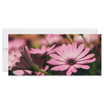 Purple African Daisy