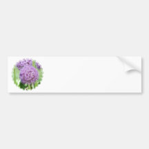 Purple Allium Flowers Bumper Sticker