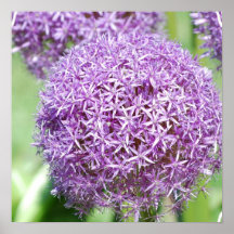 Purple Allum Flowers Poster