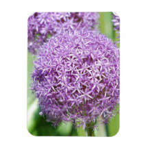 Purple Allum Flowers Premium Magnet