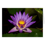 Purple and gold water lilly cards